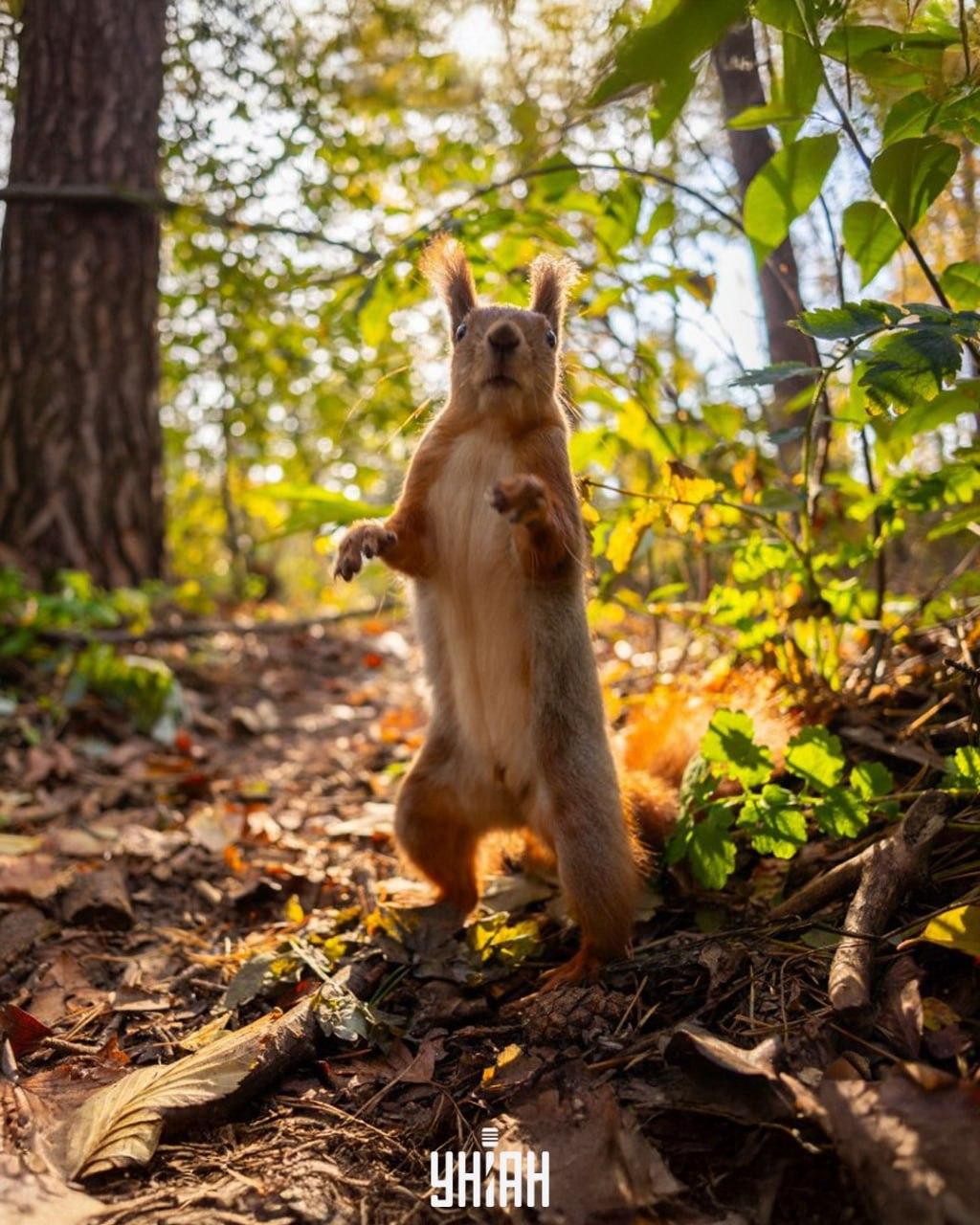 Najít žalud na obrázku trvá méně než 10 vteřin / koláž z fotografie Mojeu