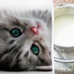 Která kočka vypije mléko jako první: řešení najde pouze jednohubka
